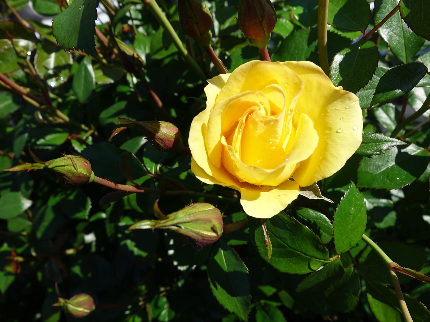 Gilded Sun™ Floridbunda Rose