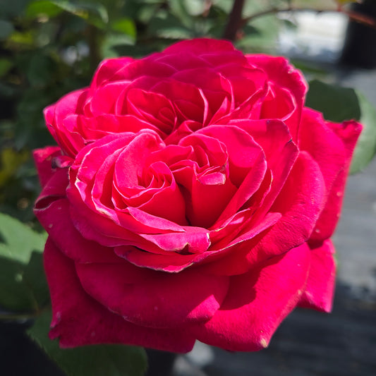 Flower Carpet Lipstick Rose