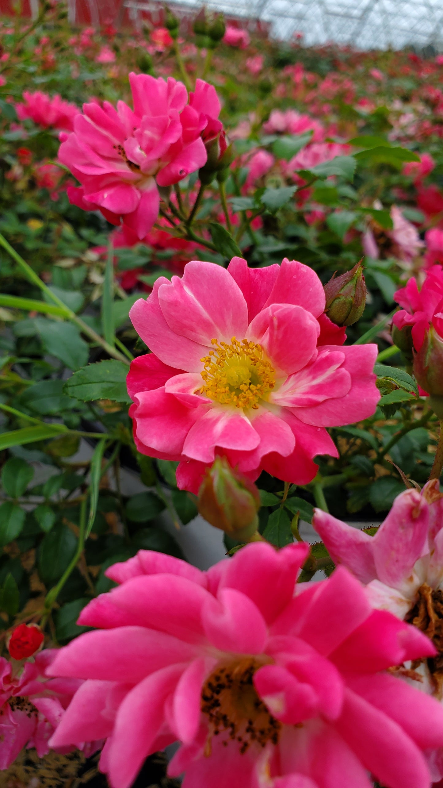 Double Pink Landscape Rose