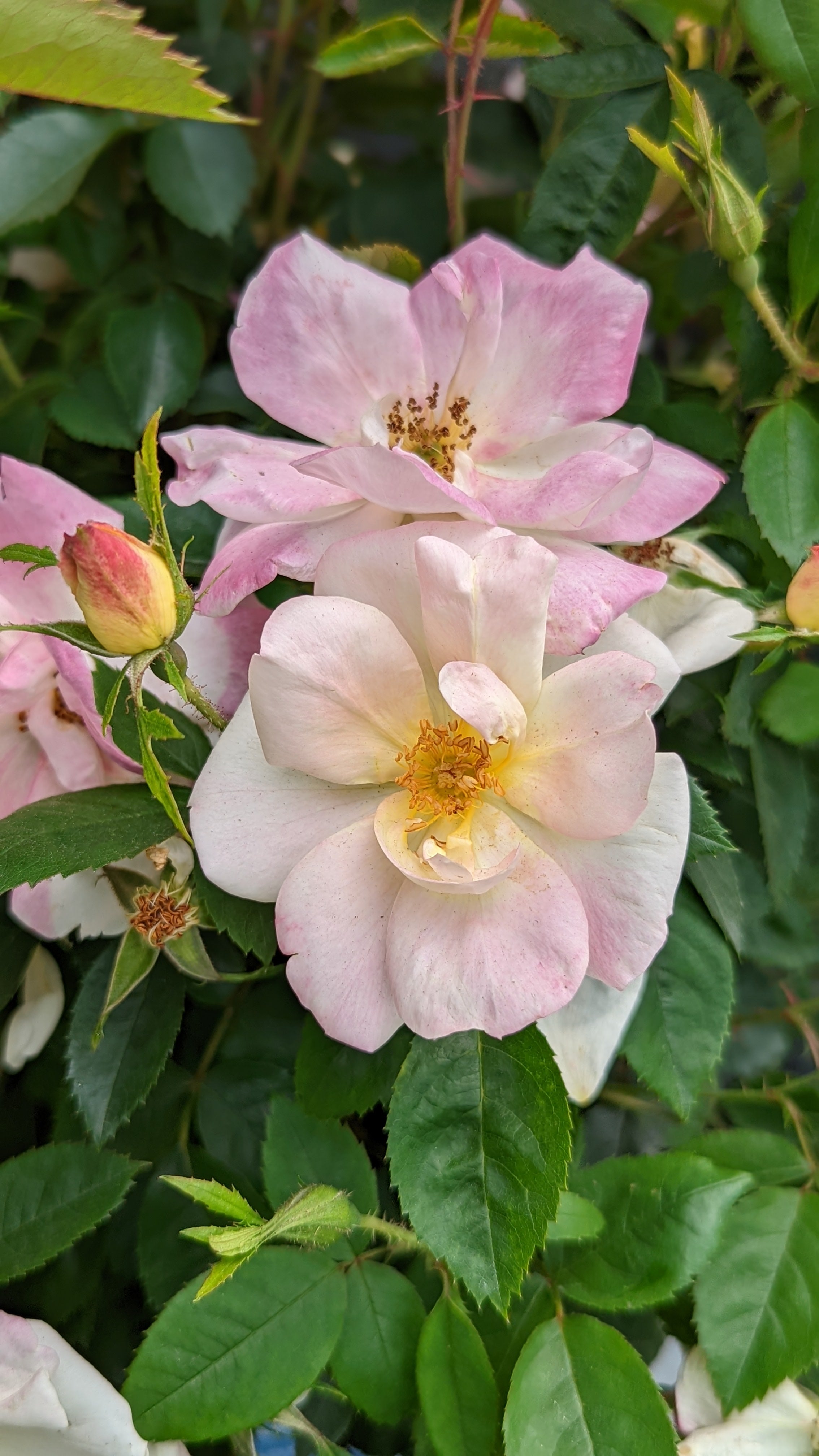 Peach Lemonade® Rose – Green Promise Farms