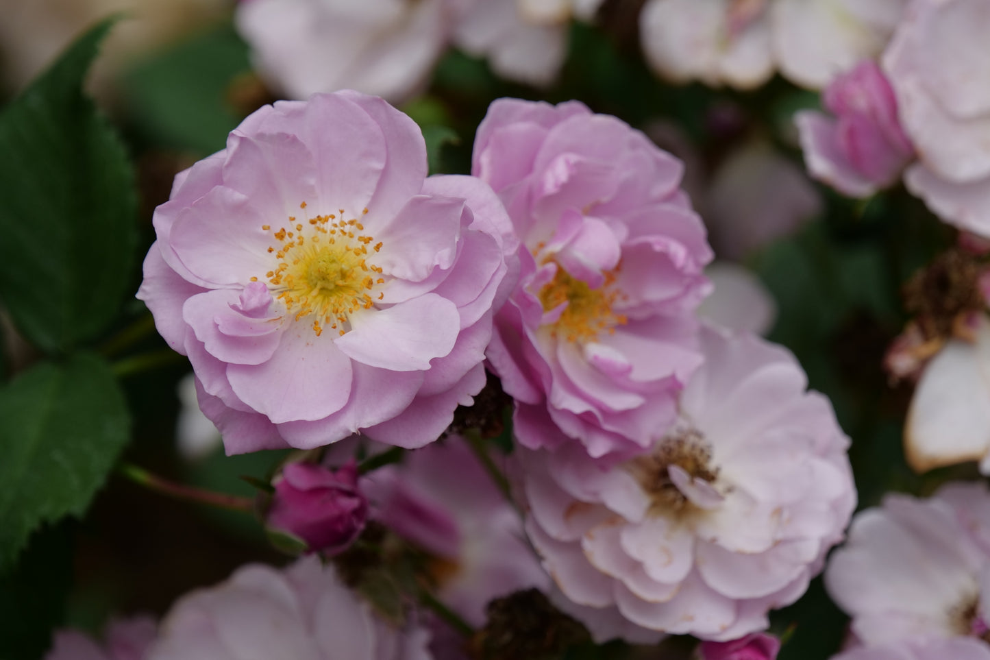 Rise Up Lilac Days® Mini Climber Rose