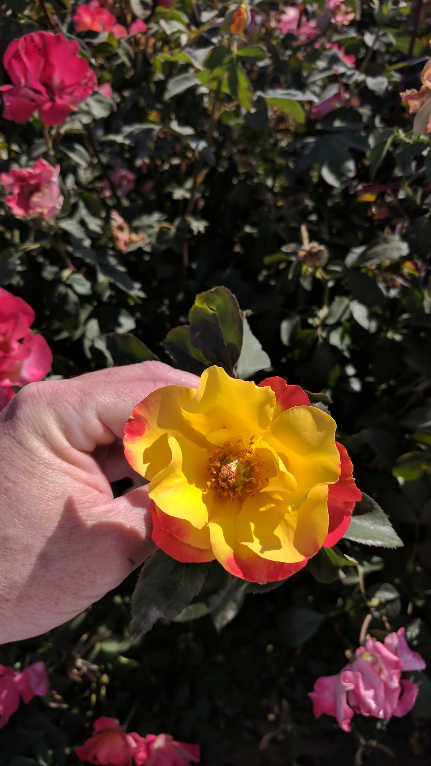 Sunset Horizon™ Rose