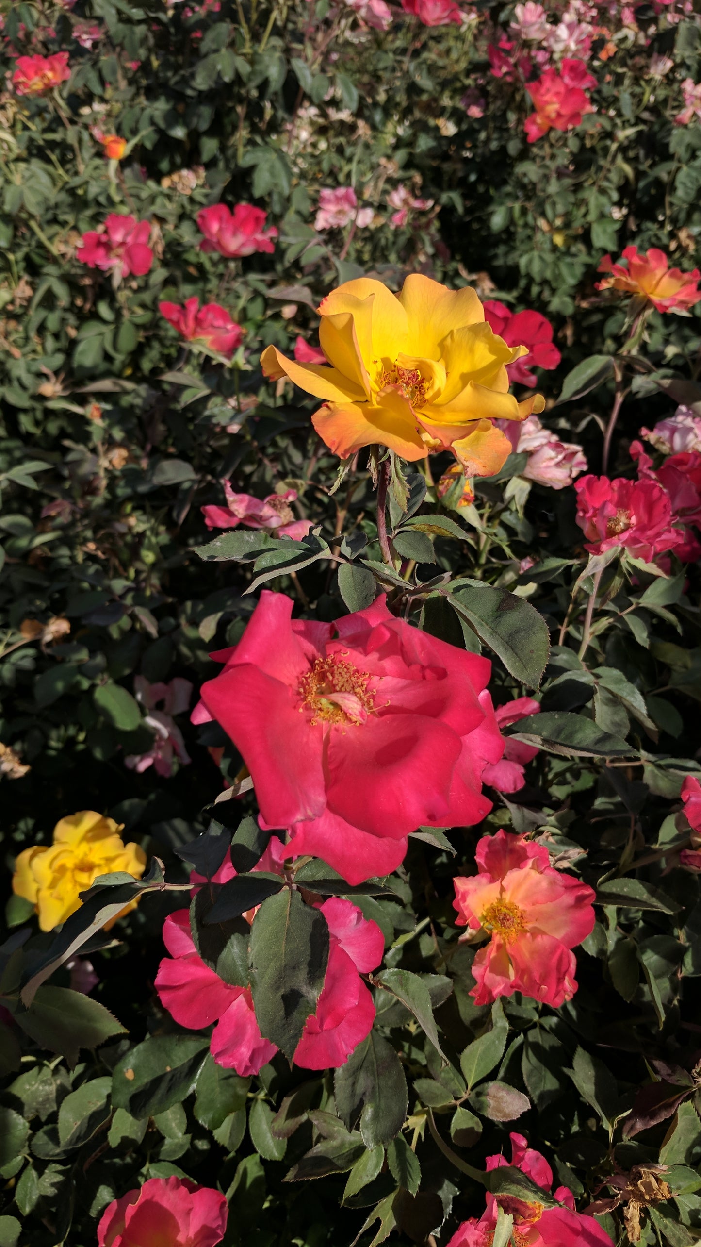 Sunset Horizon™ Rose