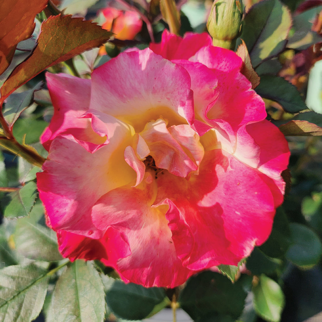 Sunset Horizon™ Rose – Green Promise Farms