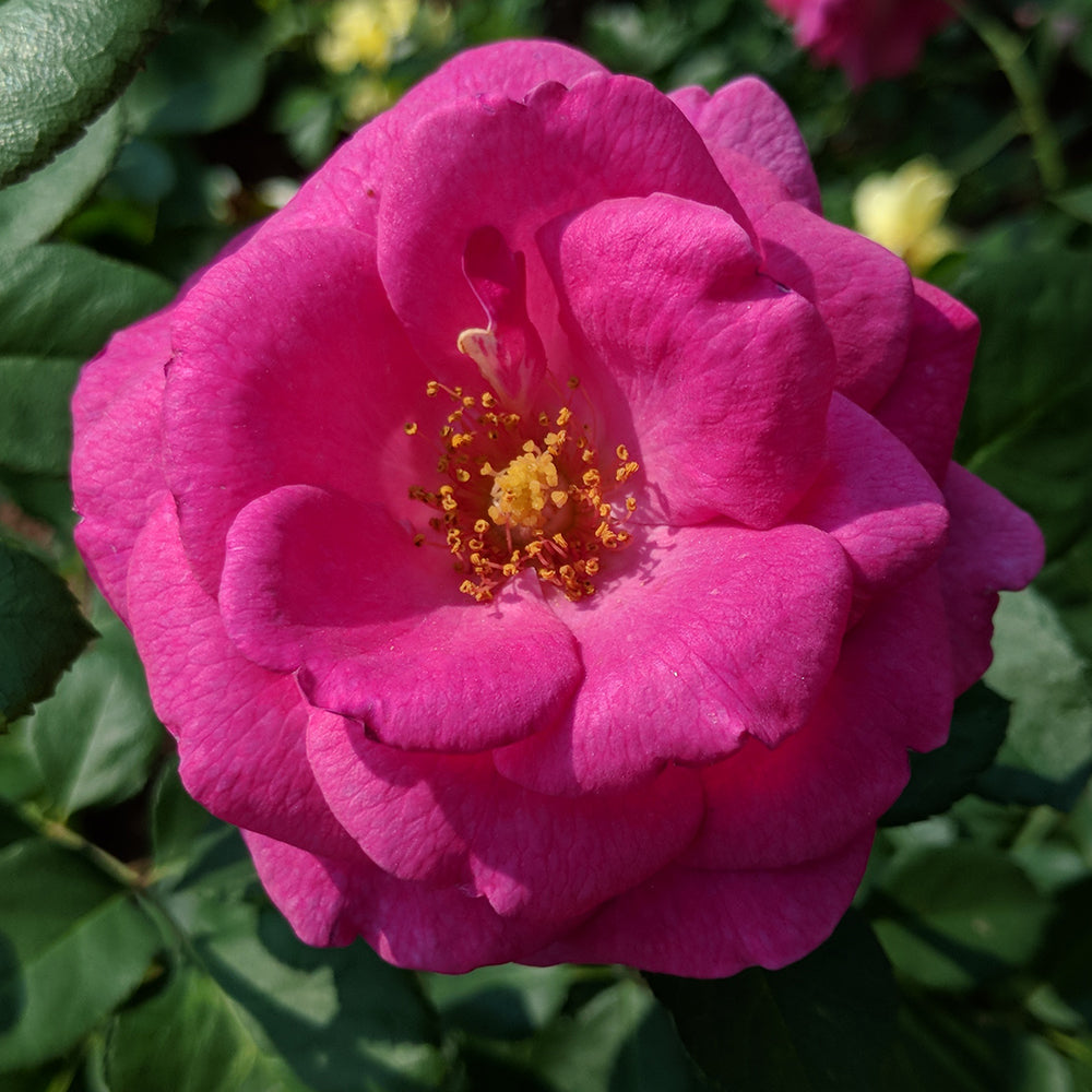 True Gratitude Climbing Rose