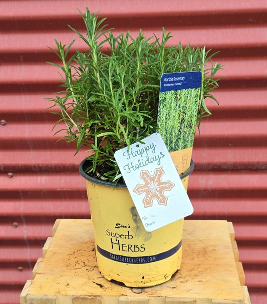 Gorizia Rosemary