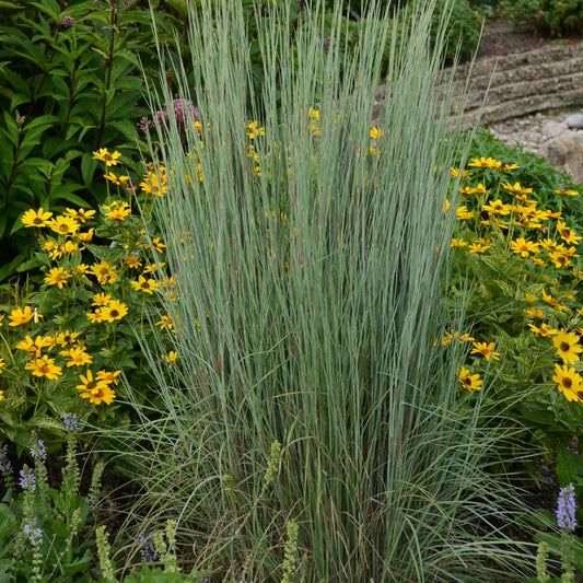 Blue Paradise Little Bluestem