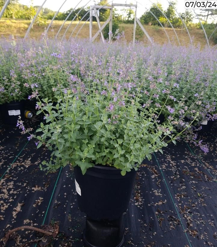 Six Hills Giant Catmint