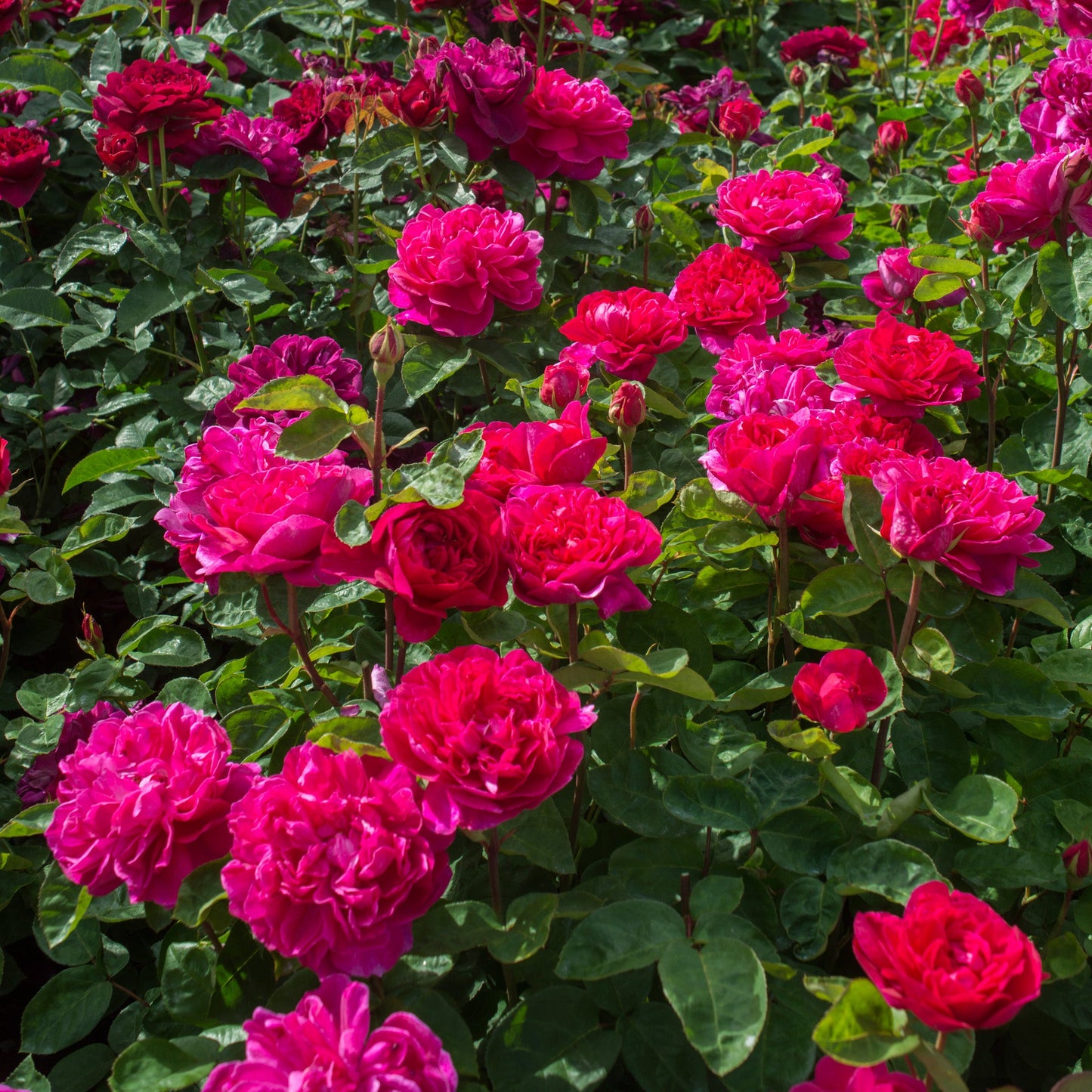 bright Crimson-pink roses with green leaves in garden