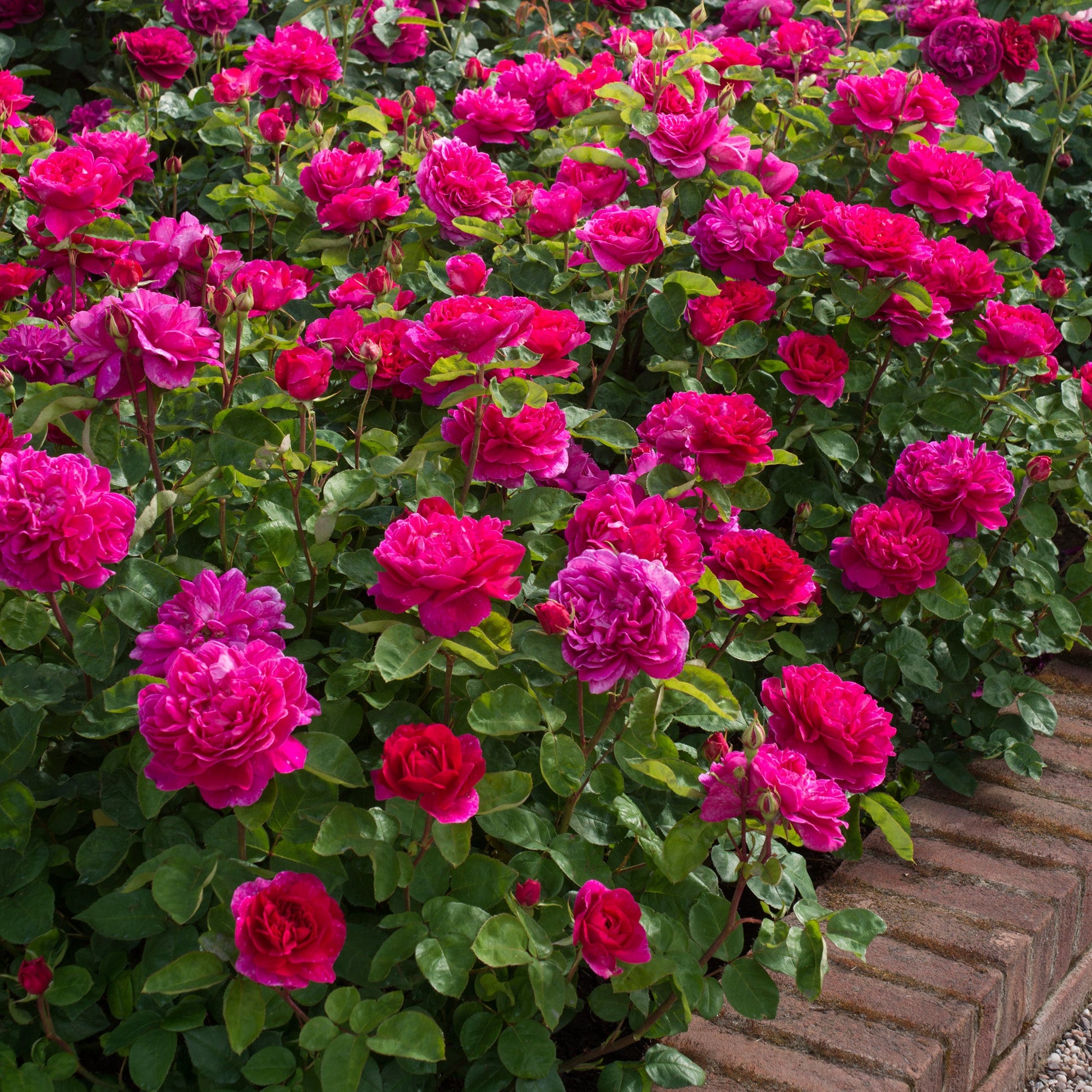 Border of crimson-pink flowers with green leaves