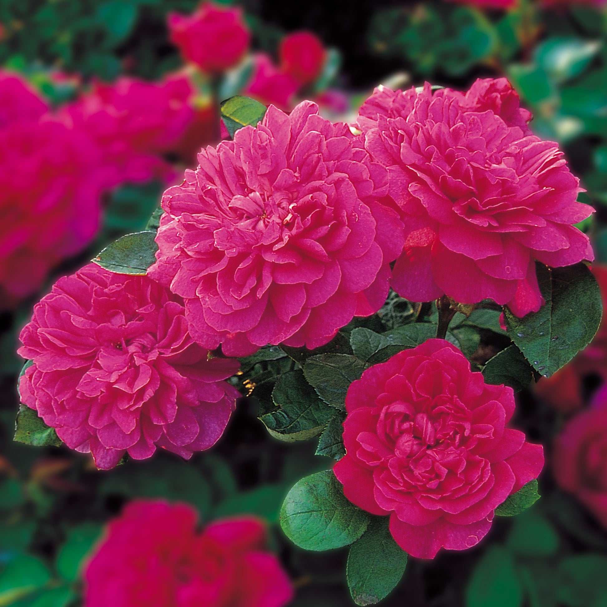 Close-up of bright crimson-pink flowers with green leaves