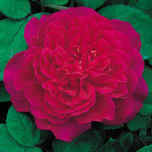 Close-up of a vibrant Crimson-pink flower with green leaves in the background