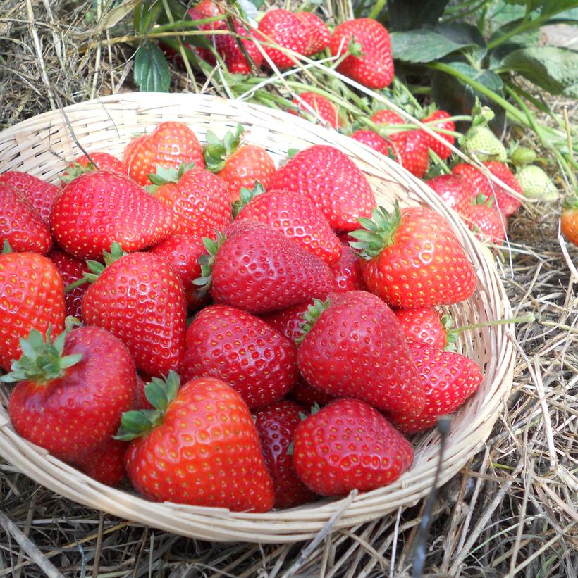 Seascape Strawberry