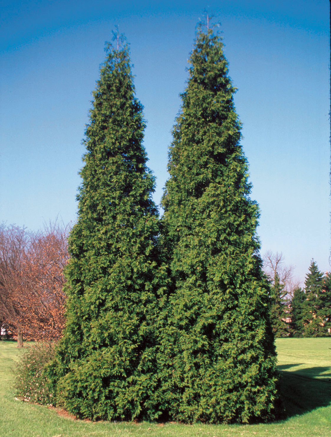 tall Western Arborvitae