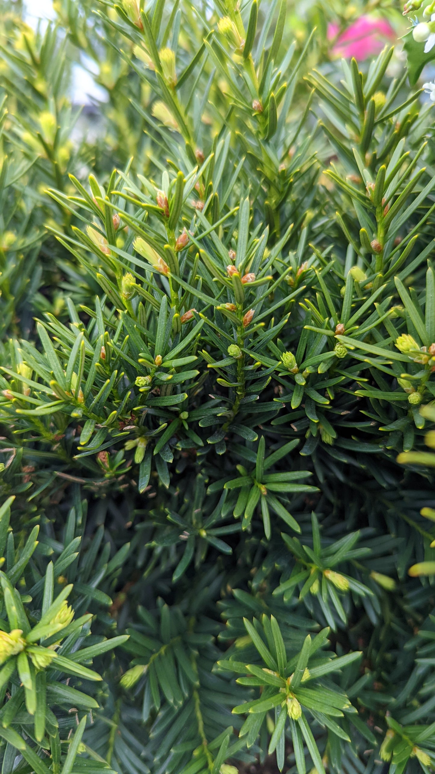 Dense Spreading Yew
