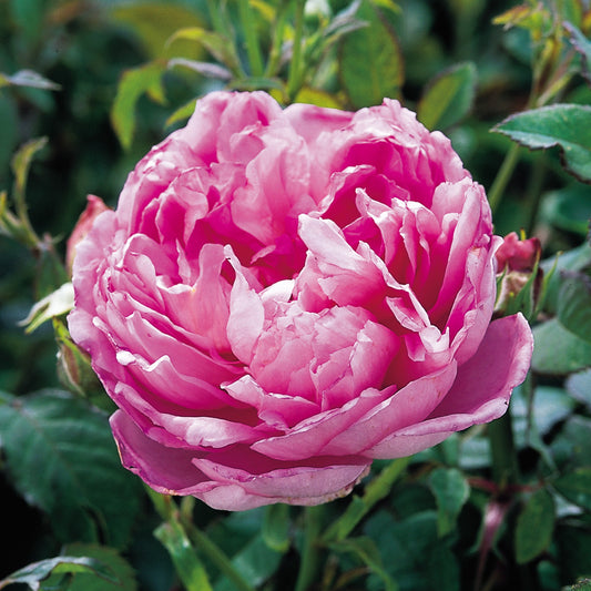 Close-up of a pink rose with green leaves in the background