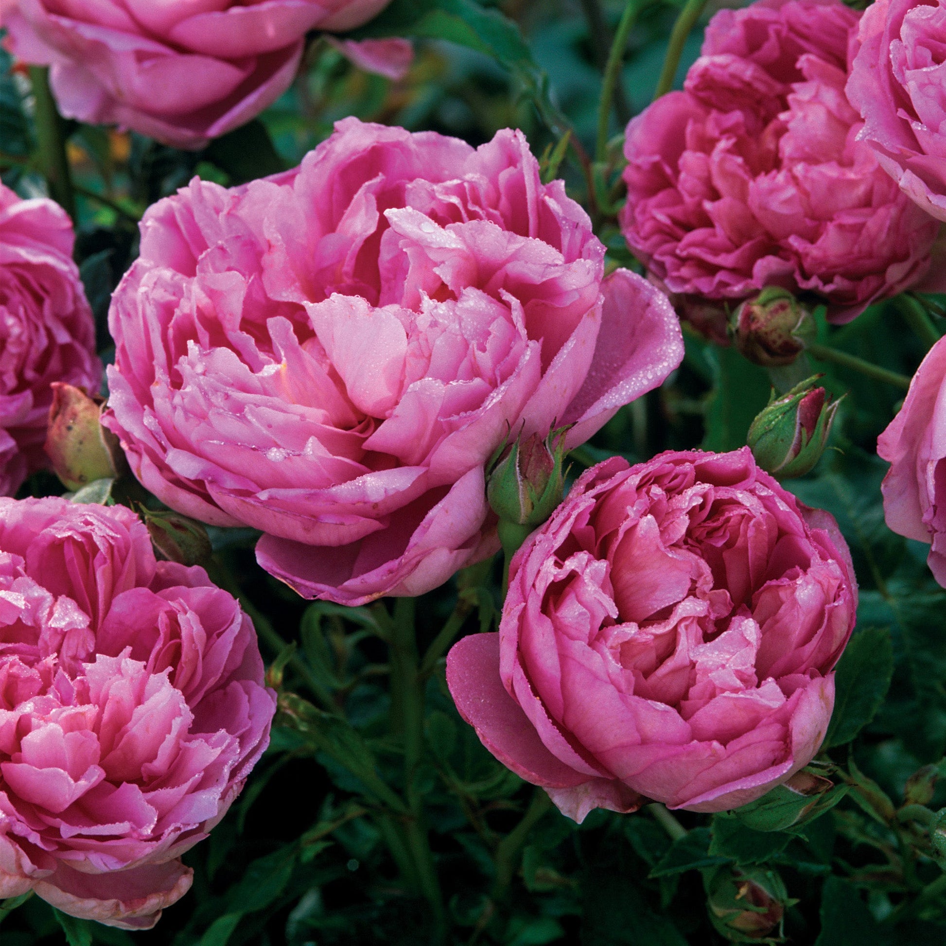 Close-up of pink peony flowers with green leaves