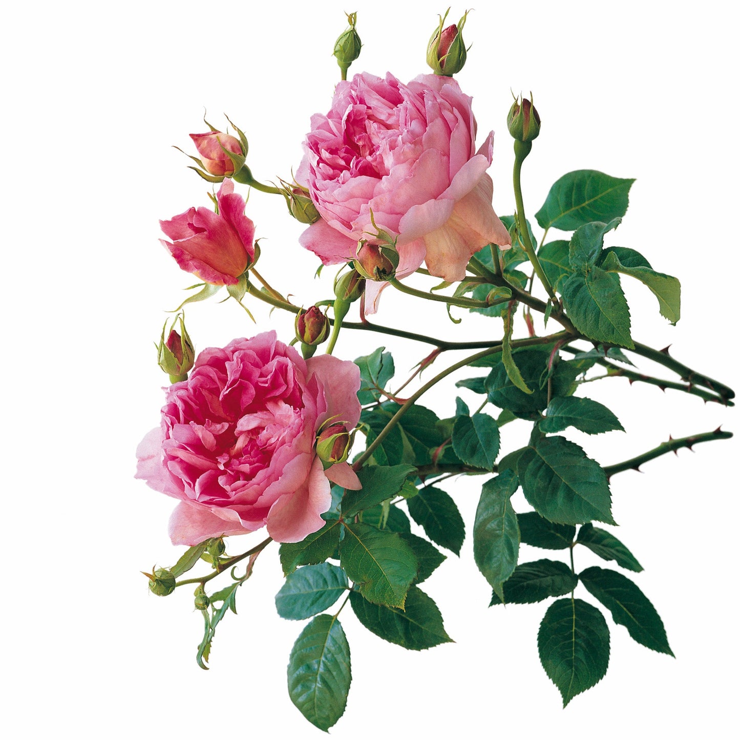 Branch of pink roses with green leaves on a white background