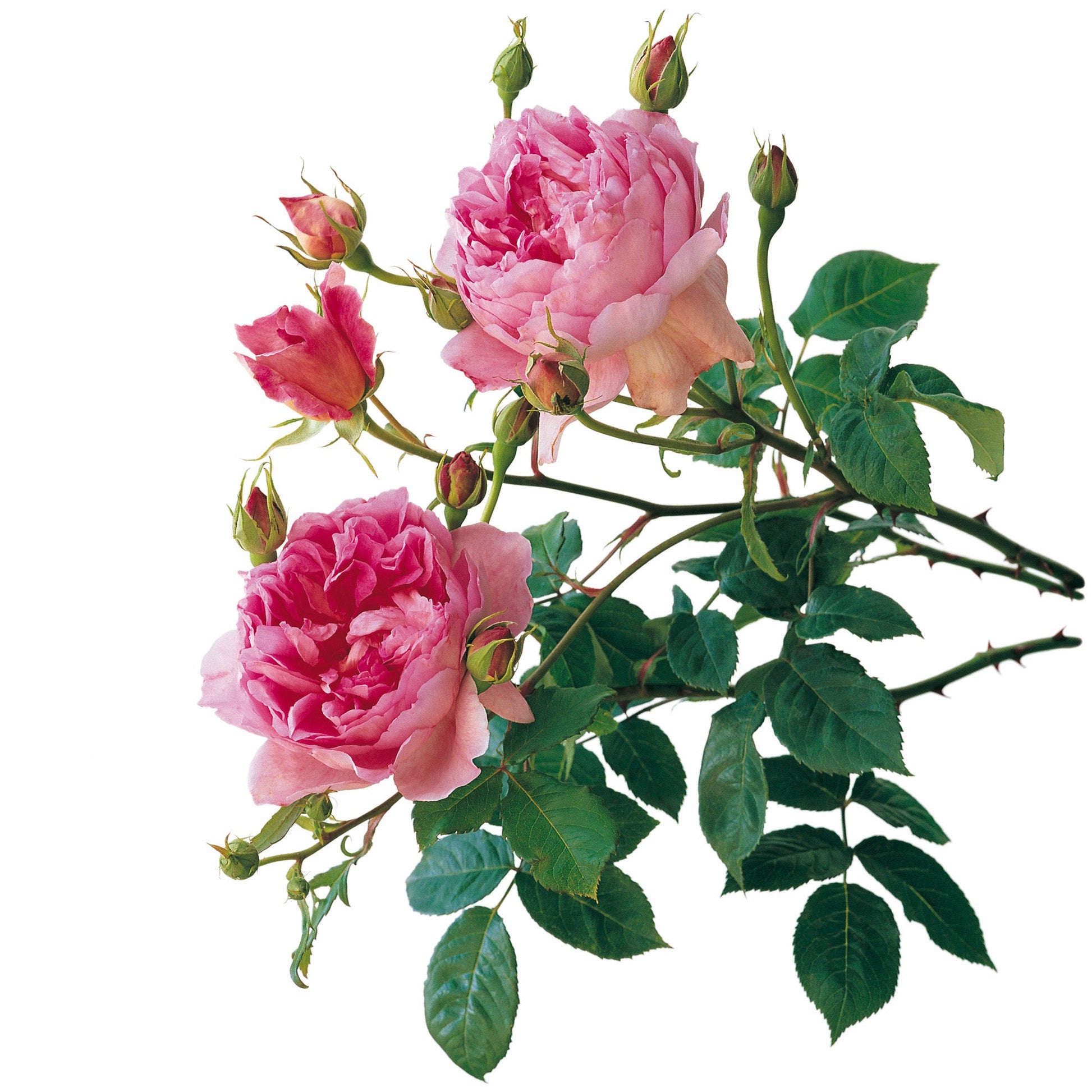 Branch of pink roses with green leaves on a white background