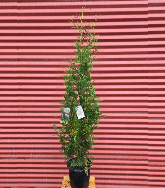 Amber Gold Arborvitae