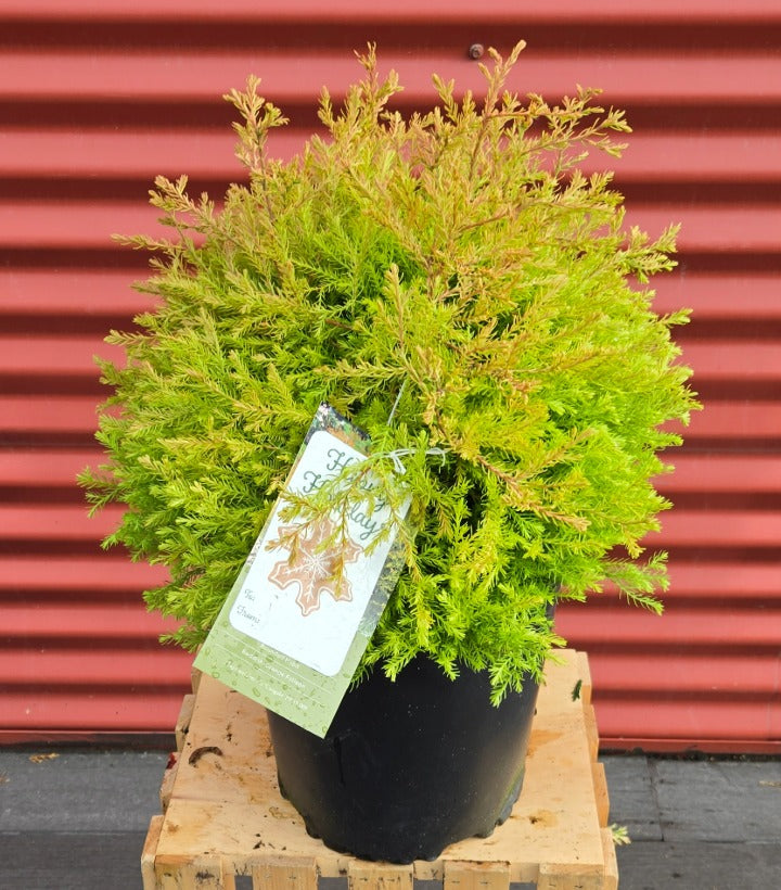 Fire Chief™ Globe Arborvitae