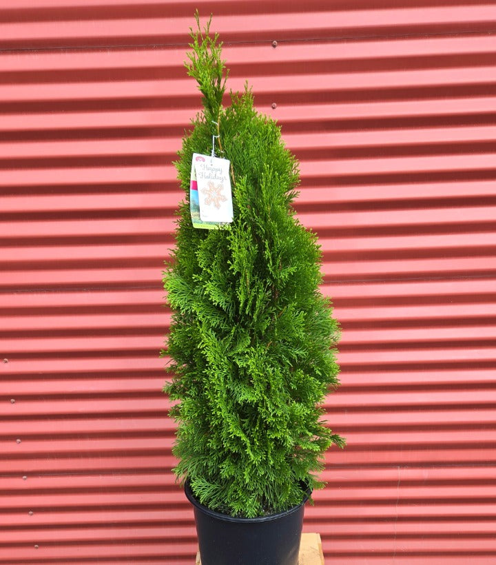 Emerald Green Arborvitae