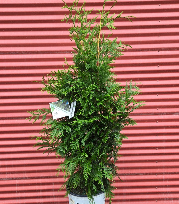 Western Arborvitae