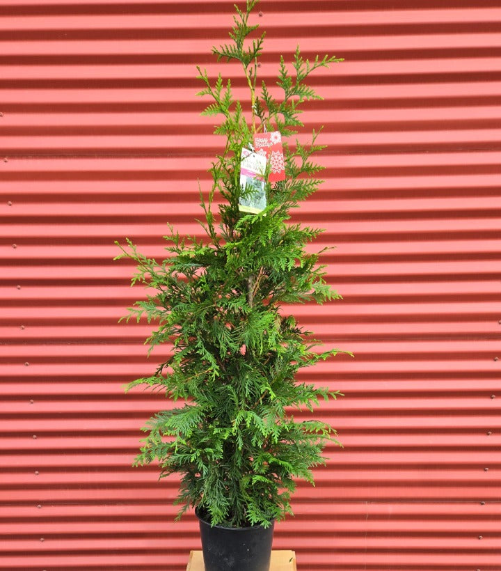 Green Giant Western Arborvitae