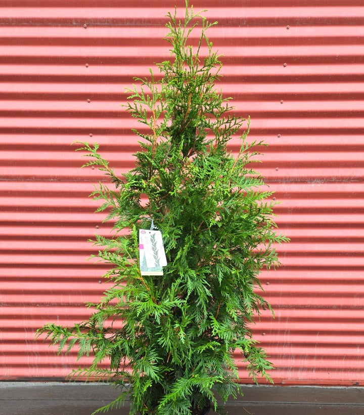 Green Giant Western Arborvitae