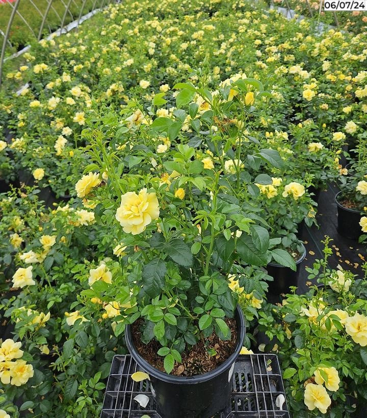 Yellow Flower Carpet Rose