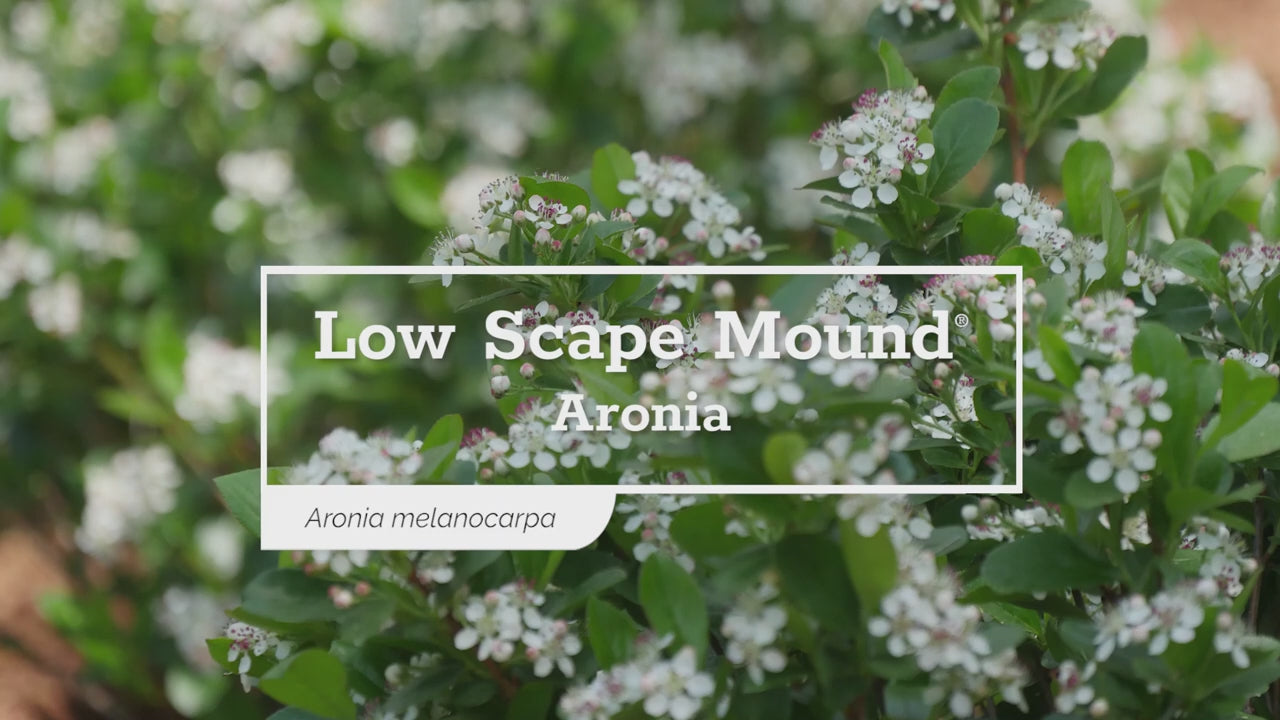Proven Winners Low Scape Mound Aronia - Thumbnail 5
