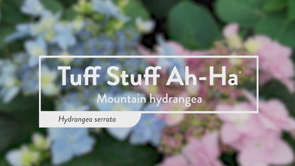 Tuff Stuff Ah-Ha® Reblooming Mountain Hydrangea