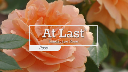At Last® Rose