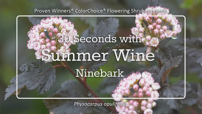Summer Wine® Black Ninebark