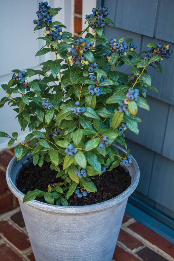 Perpetua® Blueberry