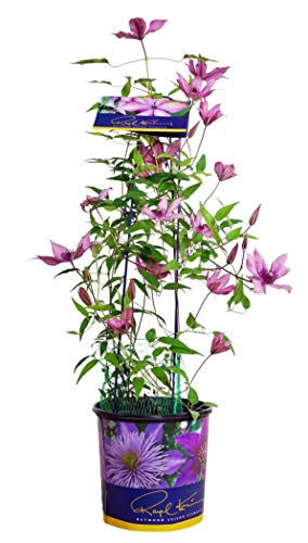 Gisella&#8482; Clematis