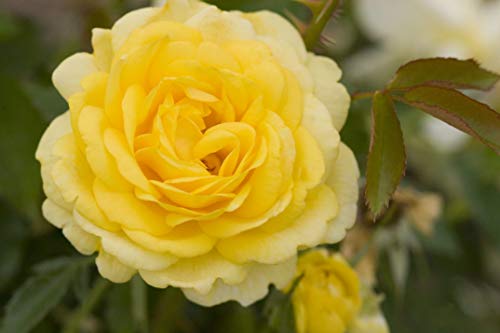 High Voltage Shrub Rose