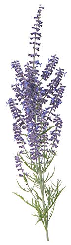 Denim 'n Lace Russian Sage