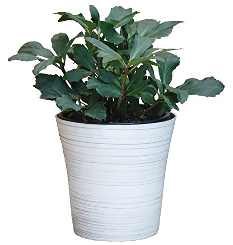 Jacob Christmas Rose - White Birch Holiday Pot