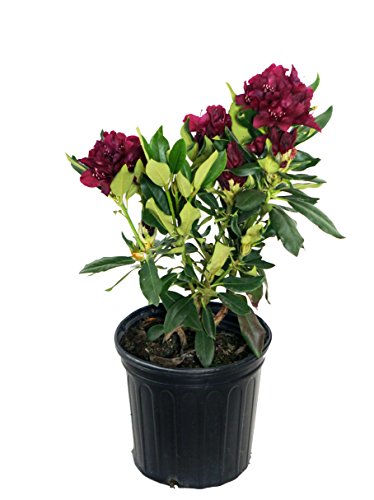 Dark Lord Rhododendron