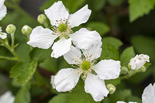 Baby Cakes™ Dwarf Thornless Blackberry