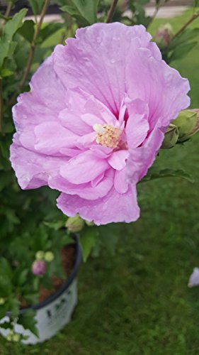 Lavender Chiffon® Rose of Sharon