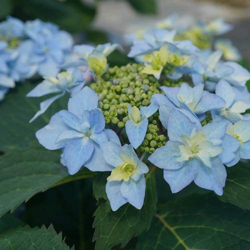 Tuff Stuff Ah-Ha® Reblooming Mountain Hydrangea