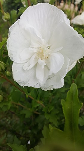 White Chiffon® Rose of Sharon