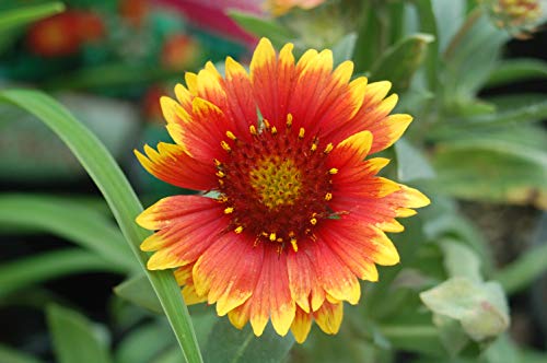 Arizona Sun Blanket Flower