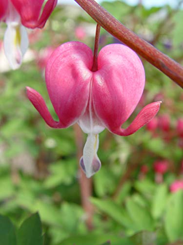 Old Fashioned Bleeding Heart