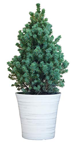 Dwarf Alberta Spruce - White Birch Holiday Pot