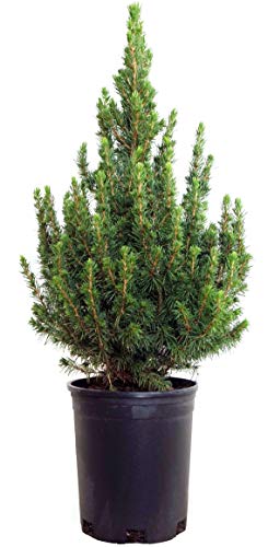 Dwarf Alberta Spruce