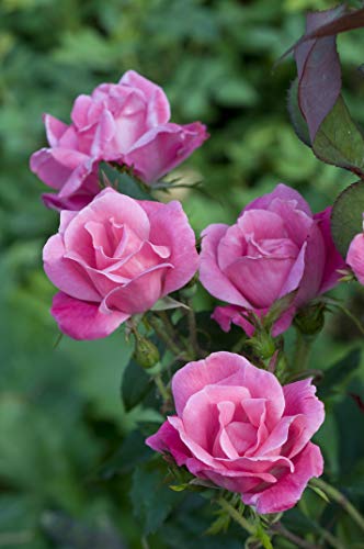 Pink Knock Out® Rose