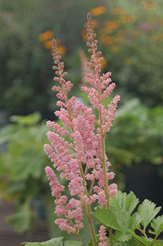 Visions in Pink Astilbe